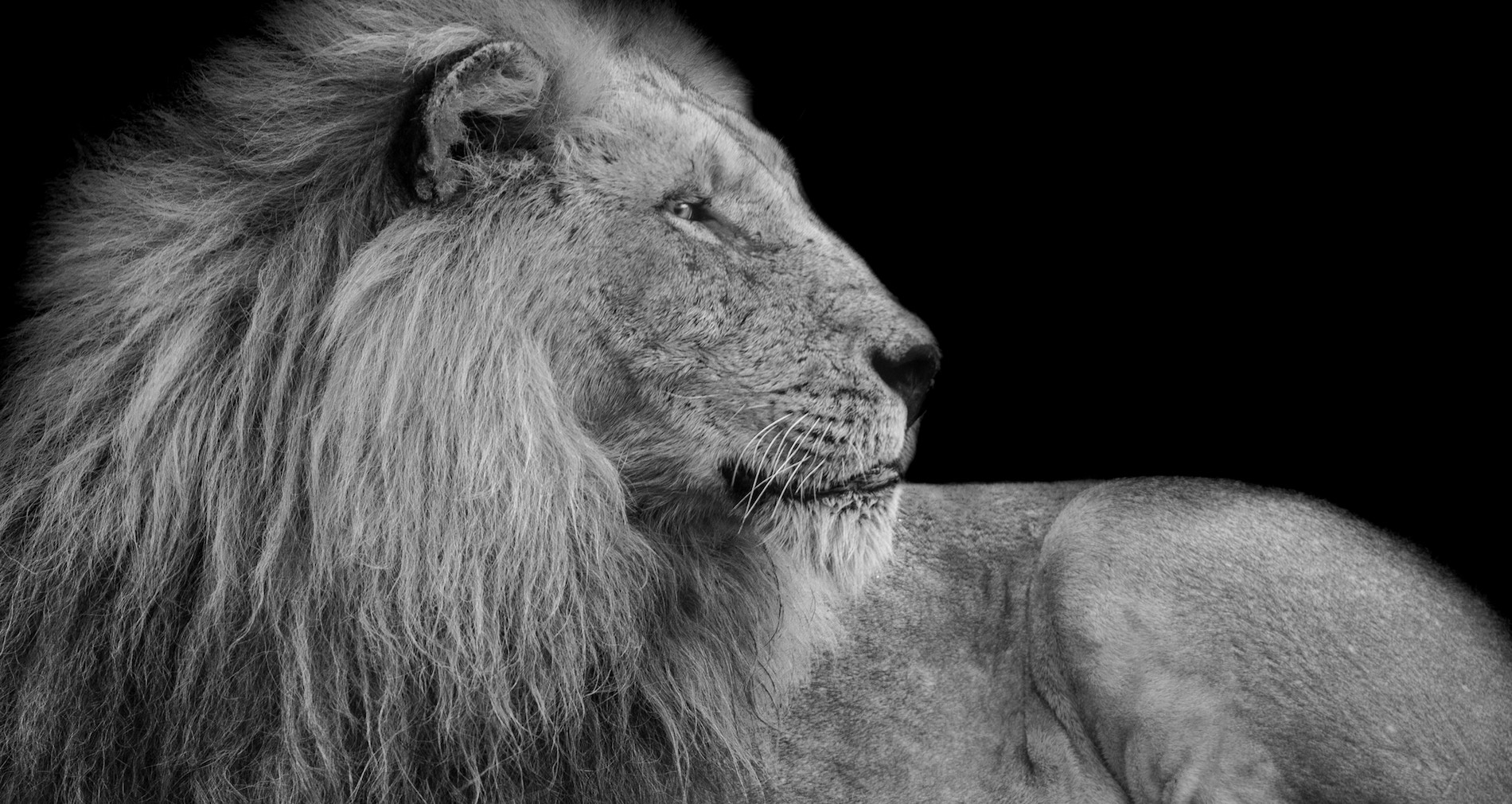 Holy Roar